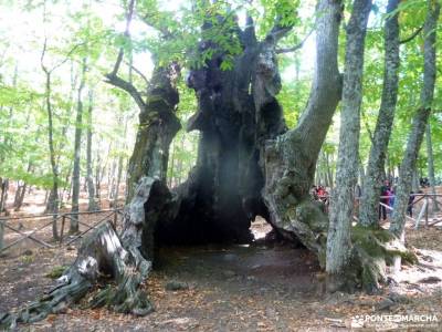 Castañar de El Tiemblo; lugares para visitar en madrid fiestas comunidad de madrid rutas asturias c